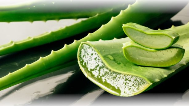 7 Propiedades del gel de Aloe – ¡Tienes que conocerlas!